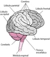 Lóbulos del cerebro