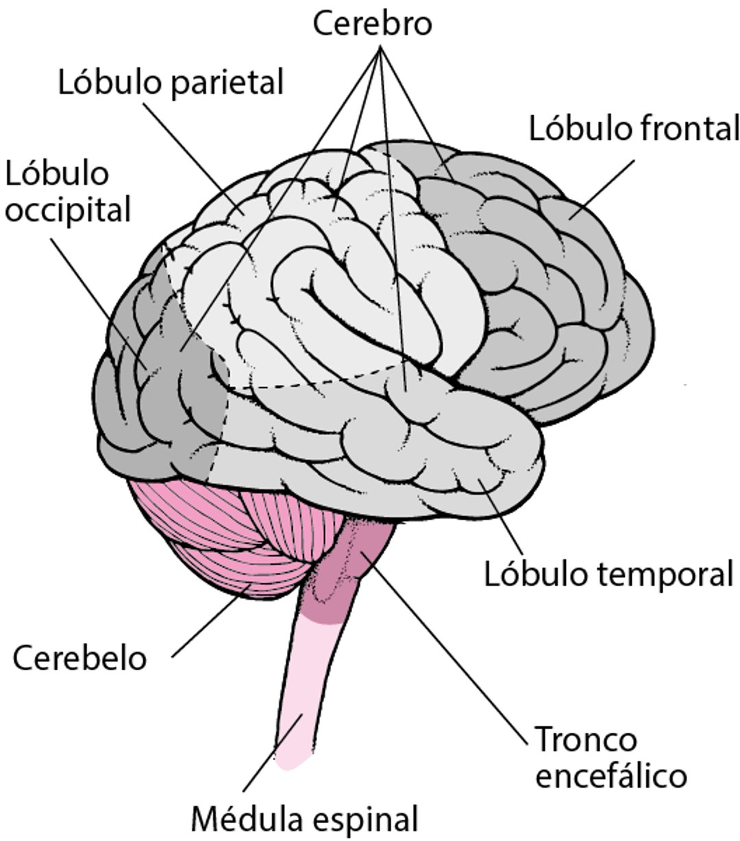 Lóbulos del cerebro