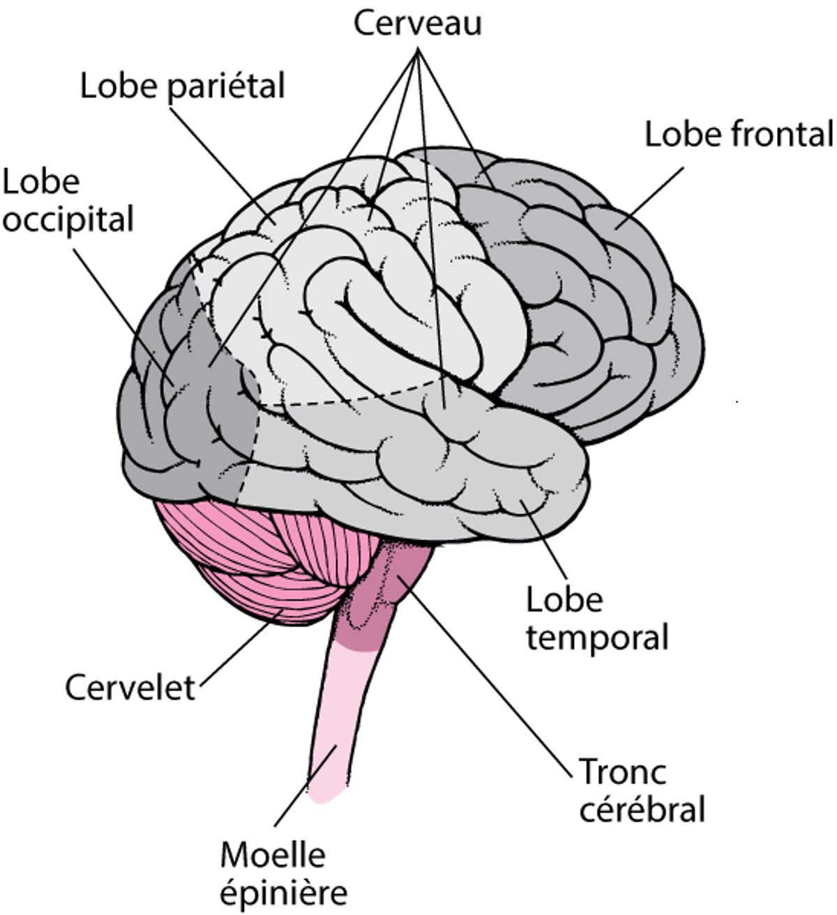 Lobes du cerveau