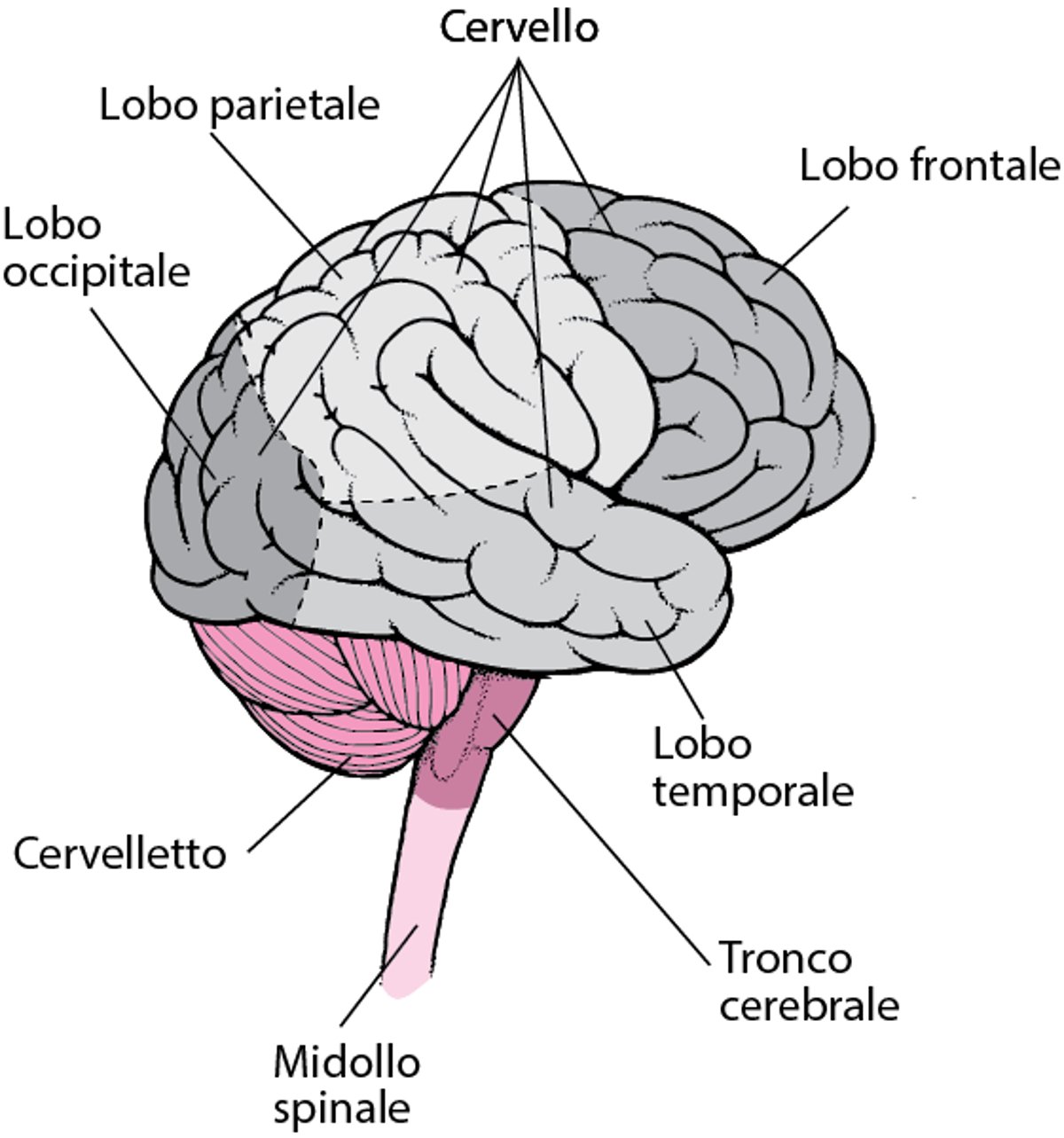 Lobi del cervello