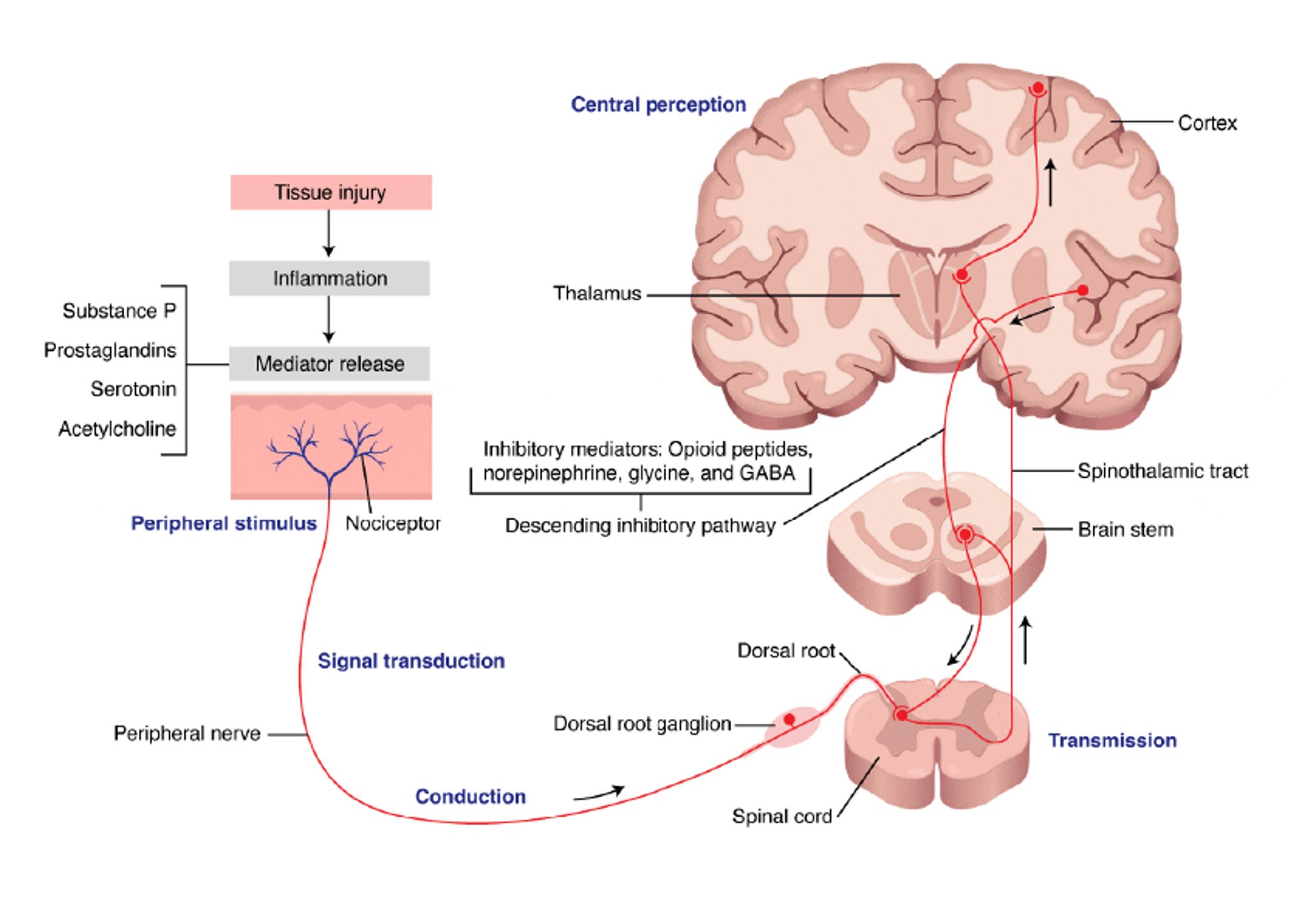 Pain-Processing Pathway