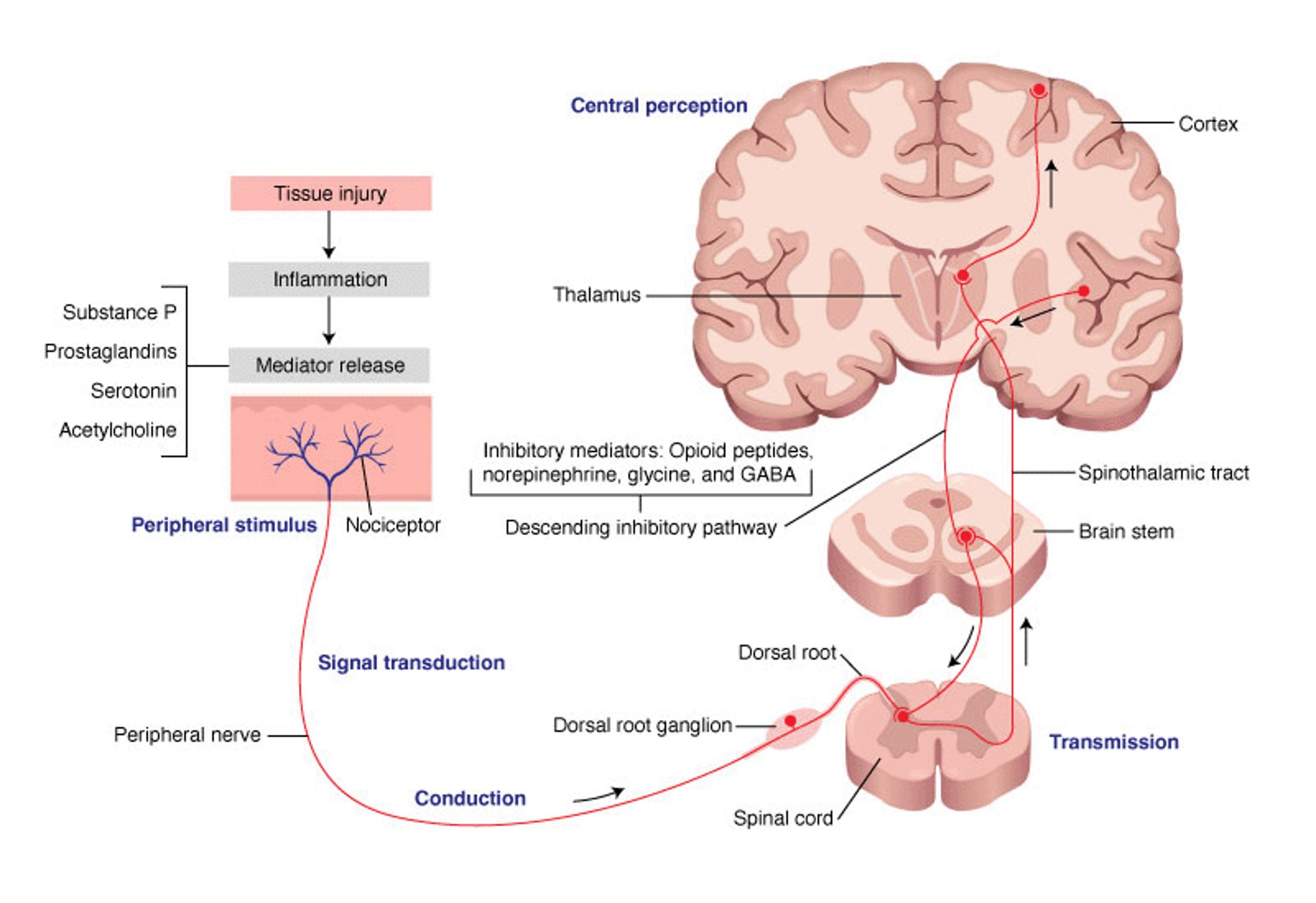 Via de processamento da dor