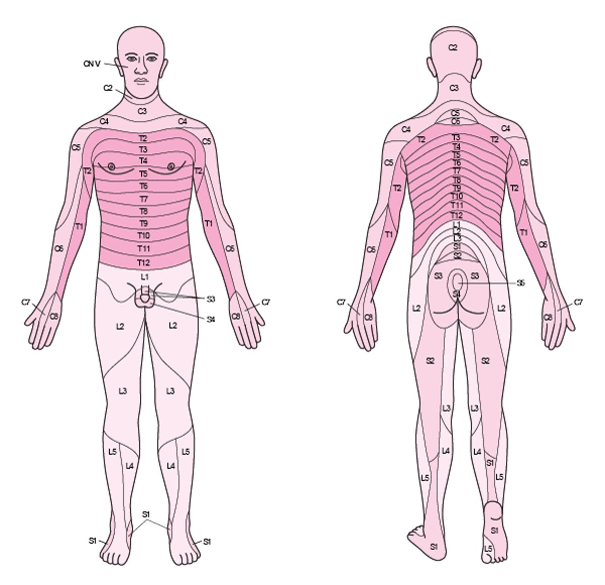 Sensory Dermatomes