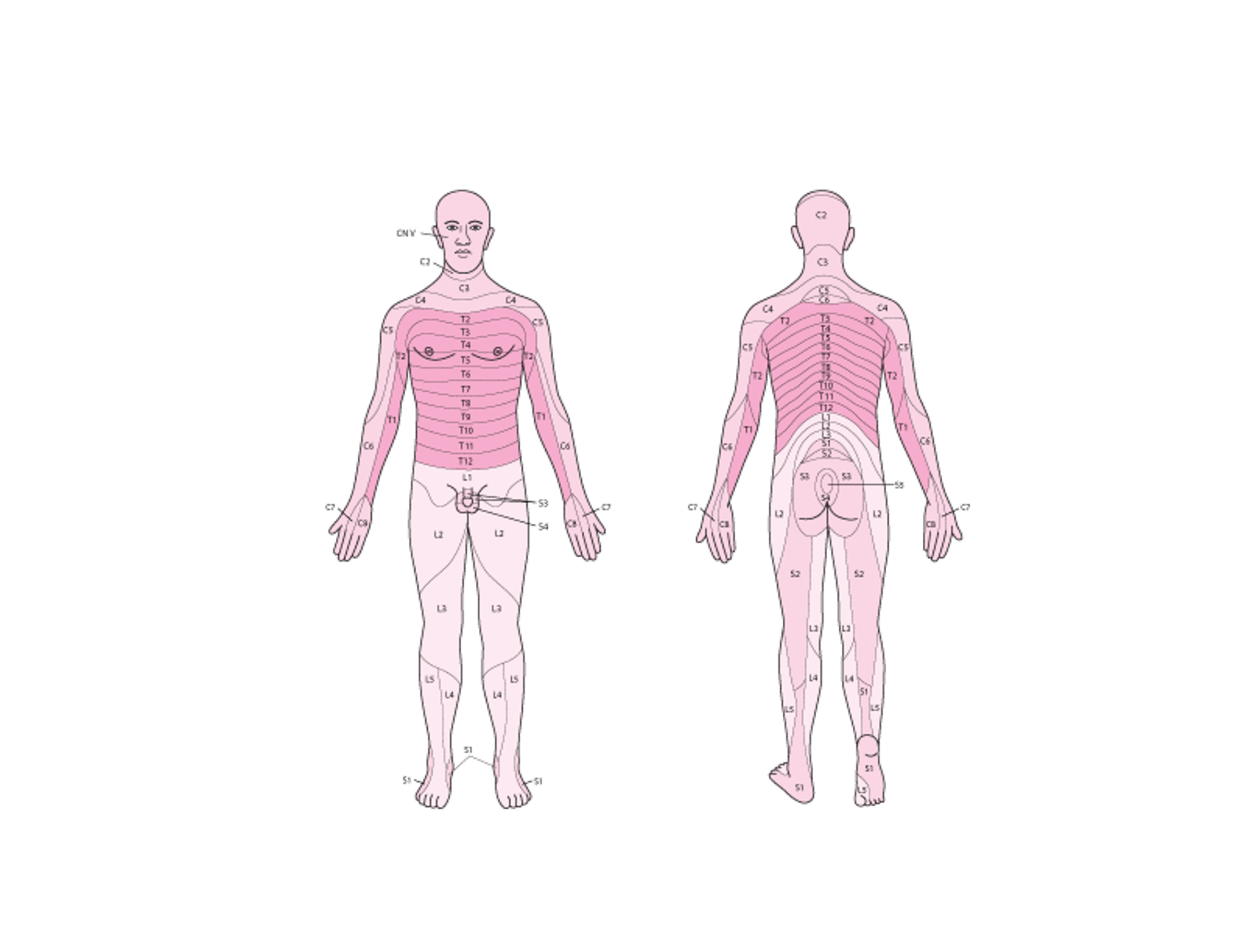 Sensory Dermatomes