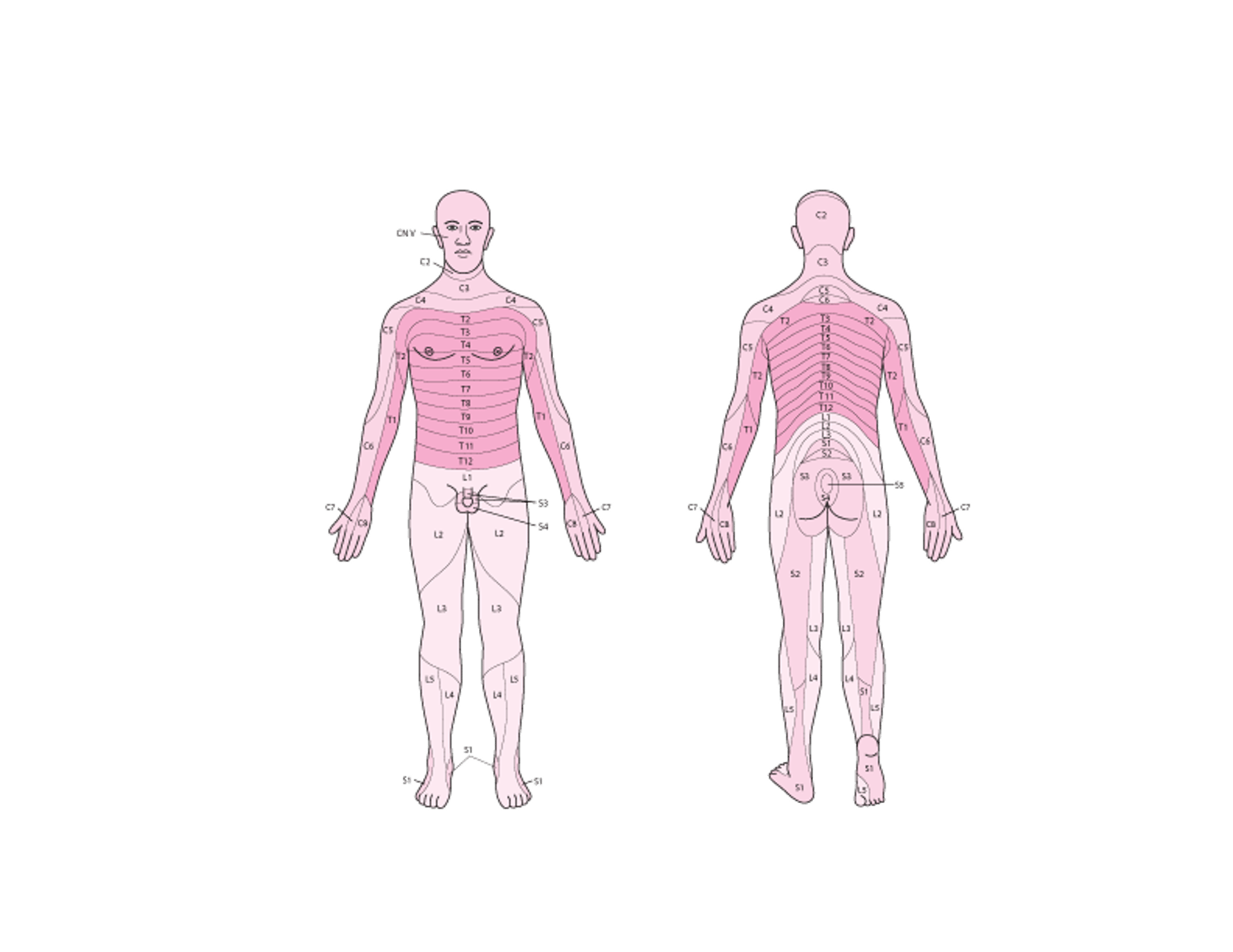 Sensorische Dermatome