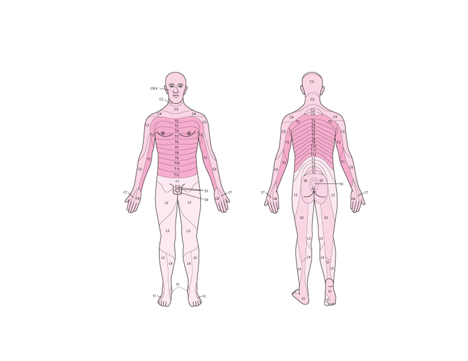 Dermatomas sensitivos