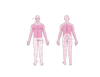 Dermatomes sensoriels