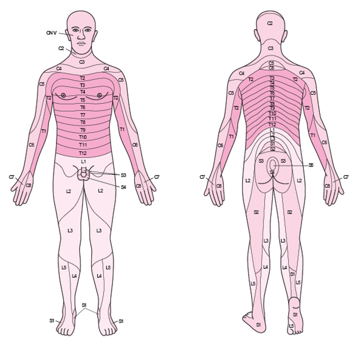 Dermatomes sensoriels