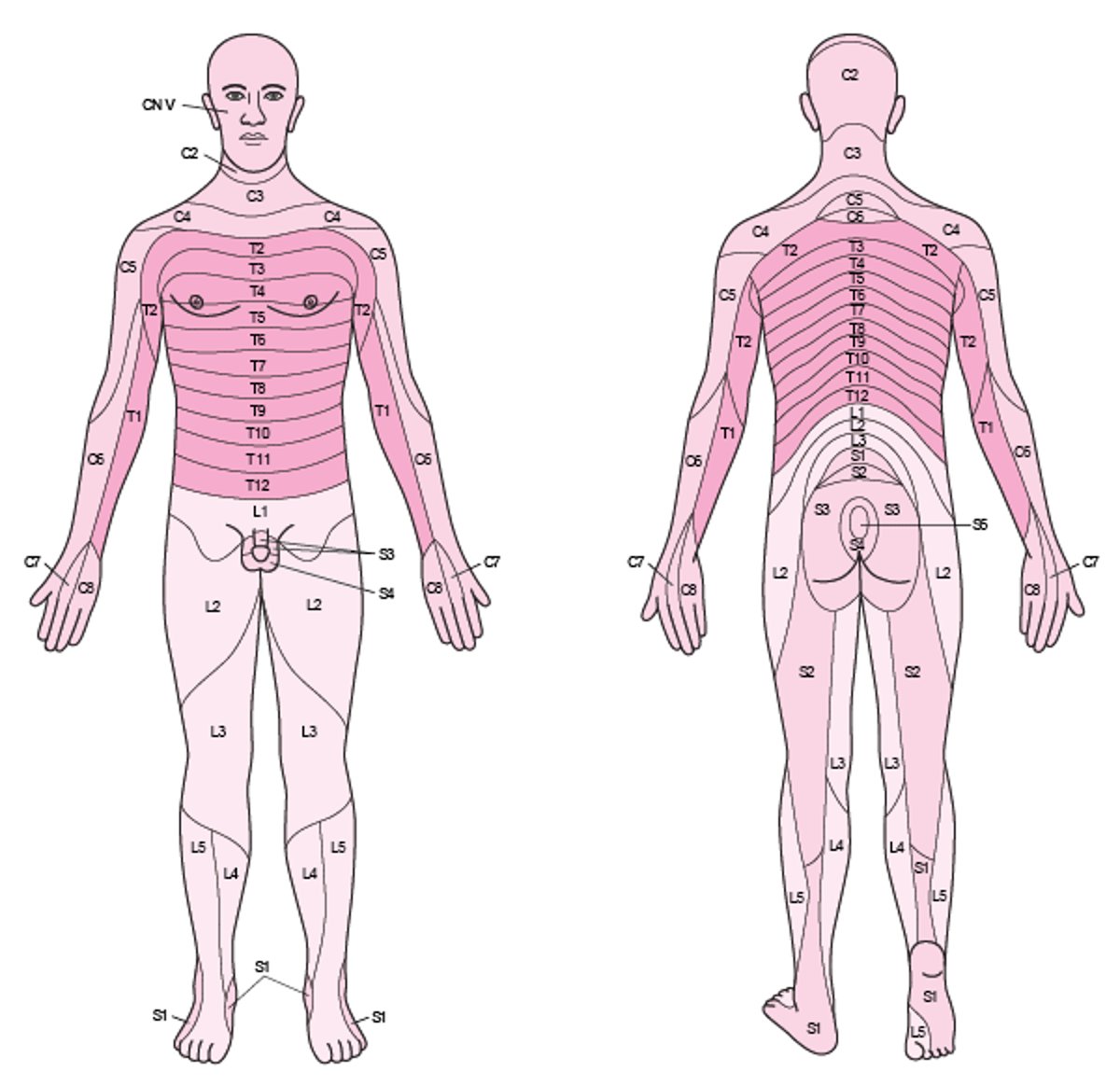 Dermatomeri sensitivi