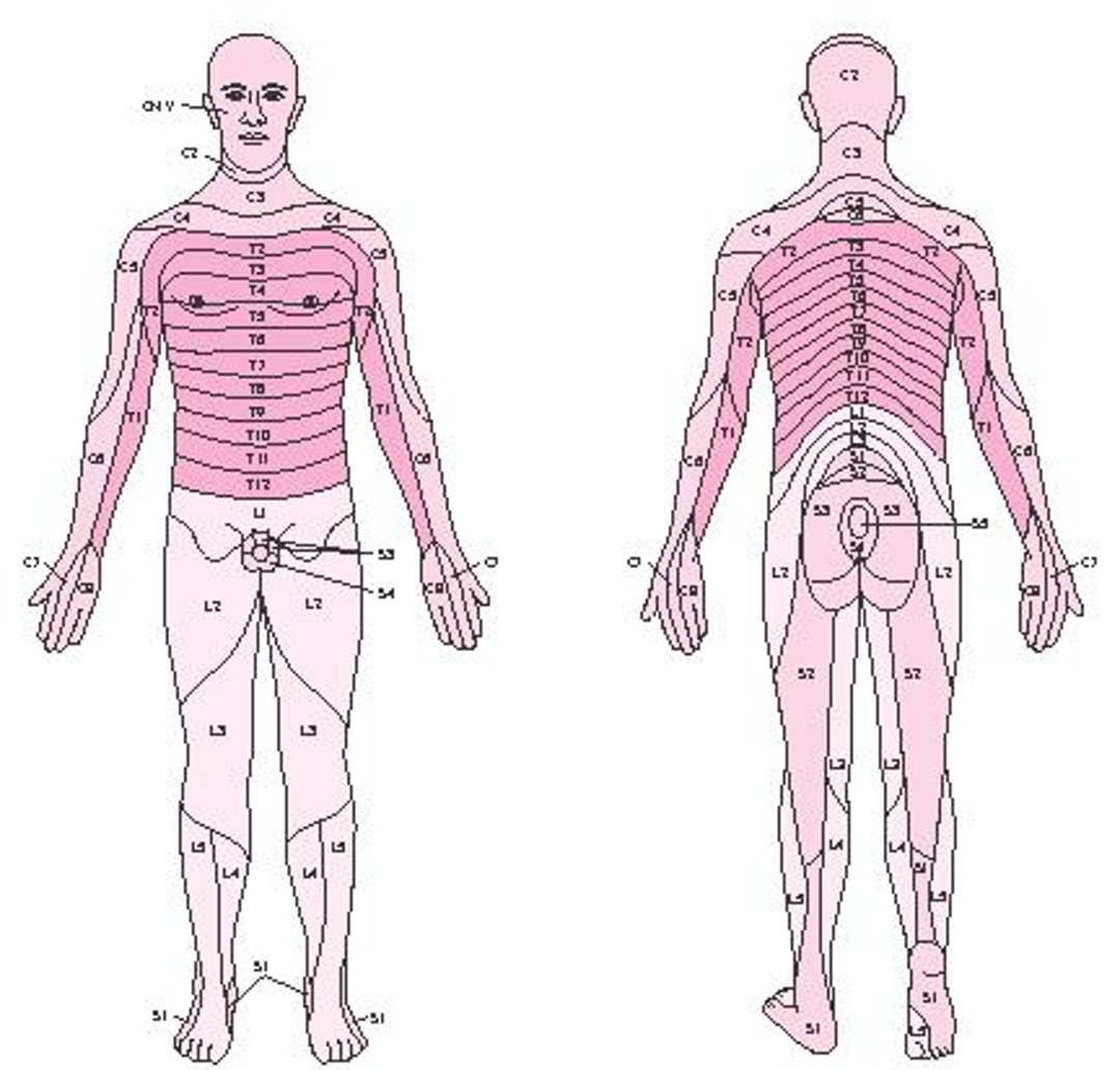 Dermátomos sensoriais