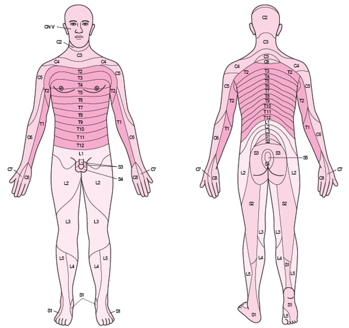 皮肤感觉的节段性分布