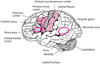 Areas of the Brain