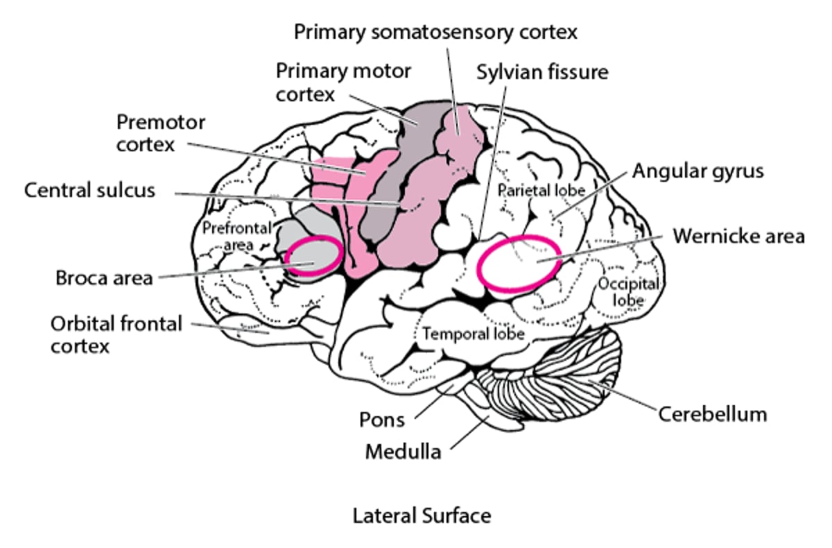 Areas of the Brain