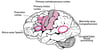 Areas of the Brain by Function