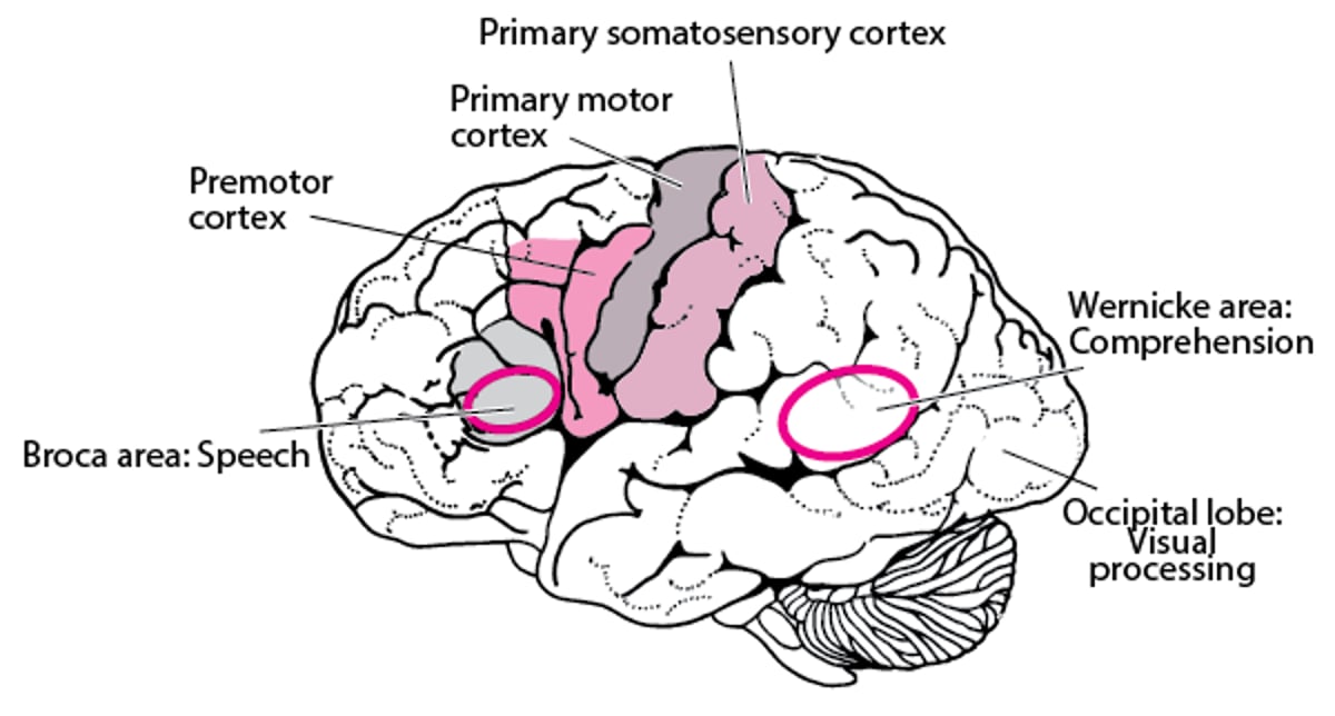 Áreas del encéfalo según función