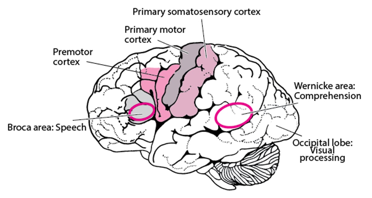 Aires cérébrales par fonction
