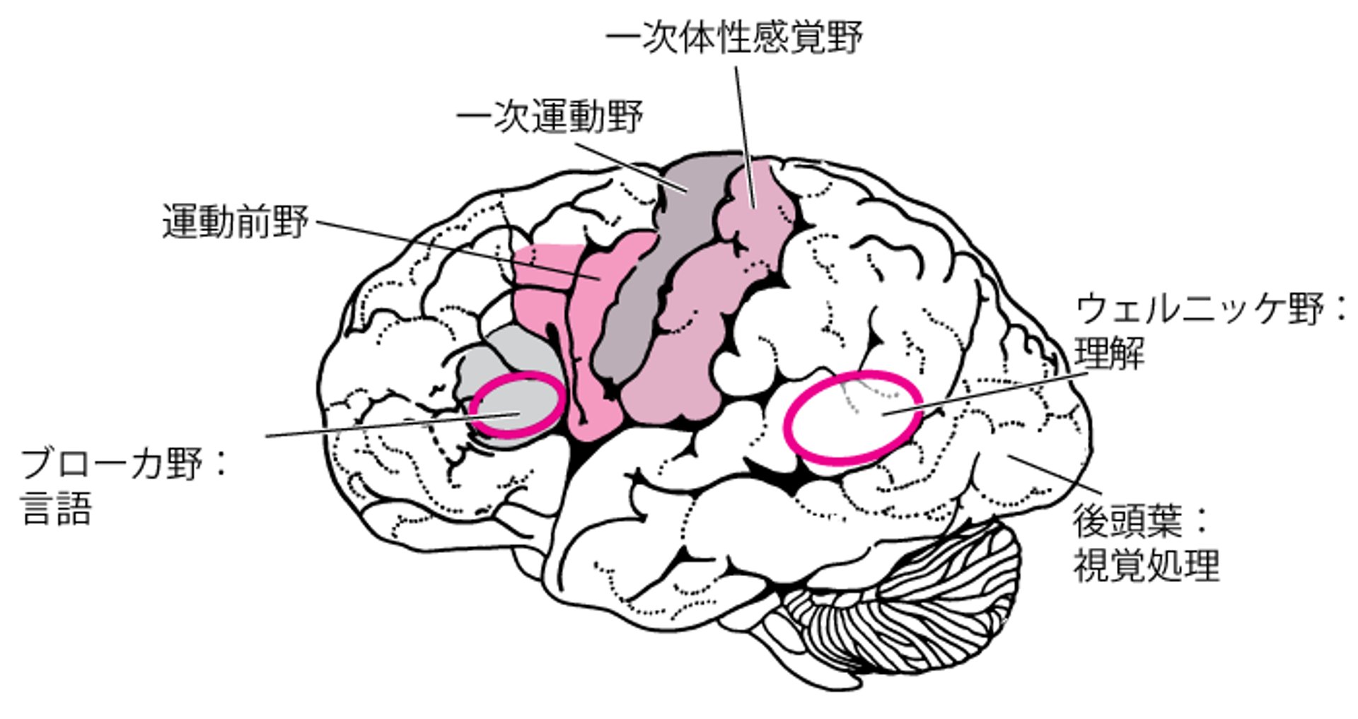 機能別に見た脳の領域