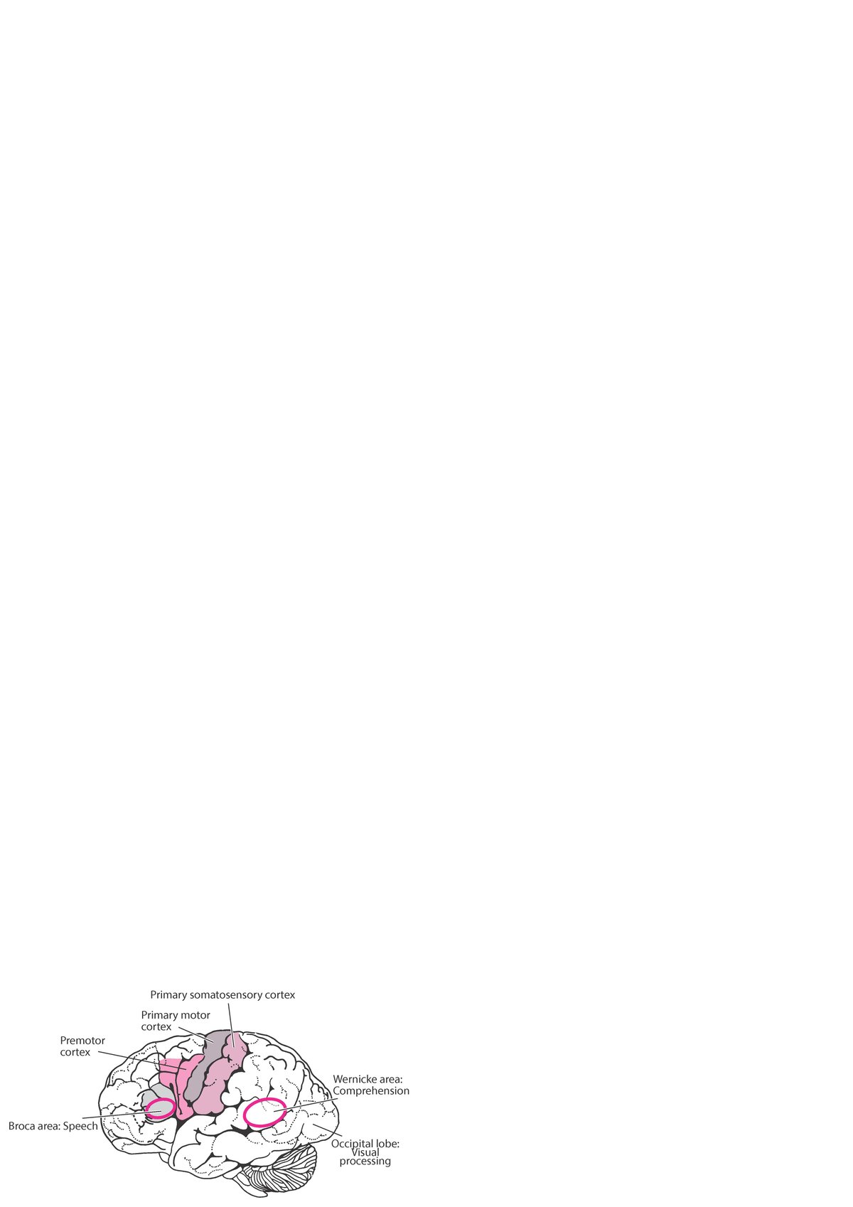 Áreas do cérebro por função