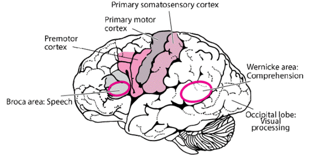 Ділянки головного мозку за функціонуванням