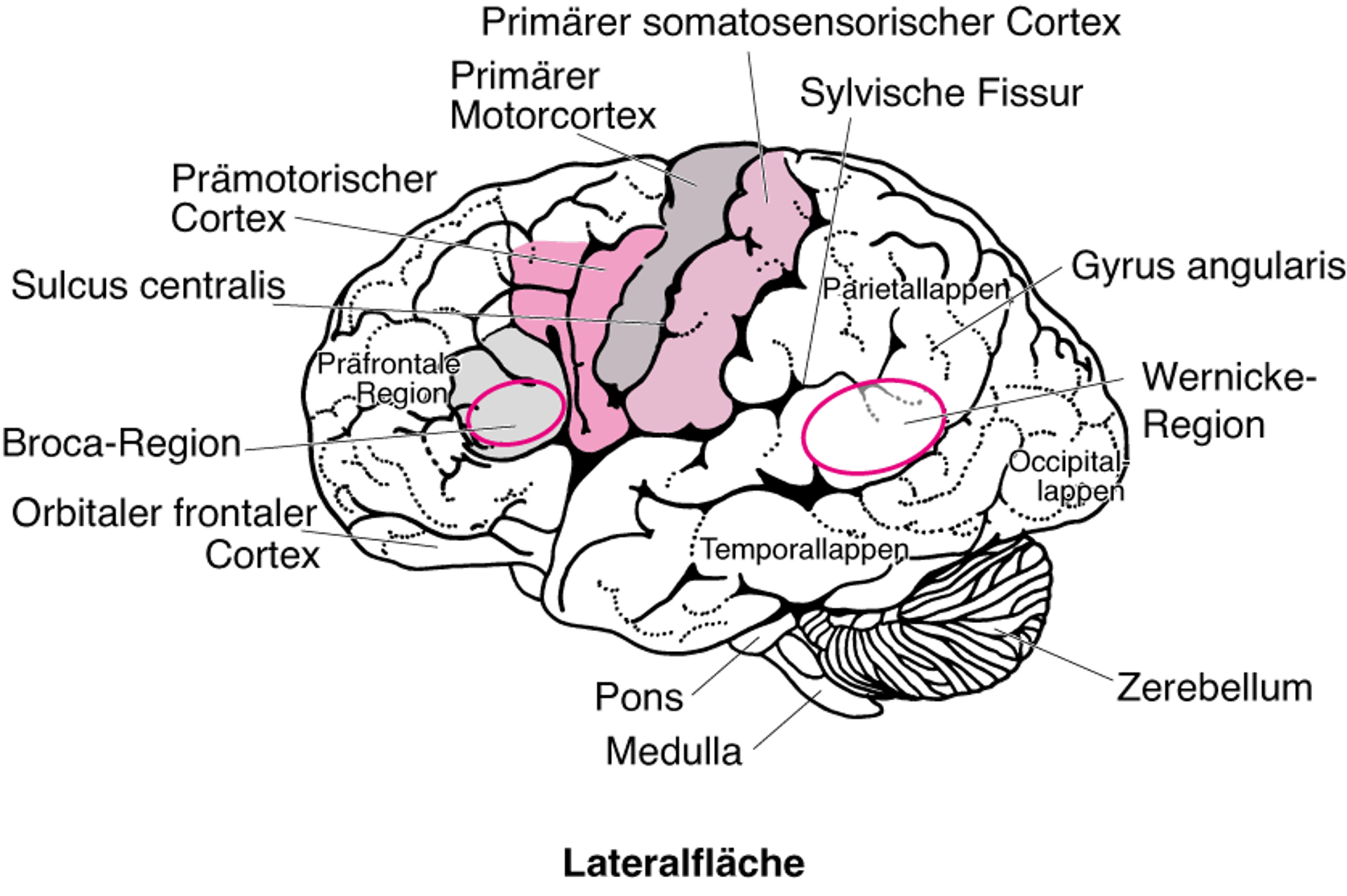 Gehirnareale