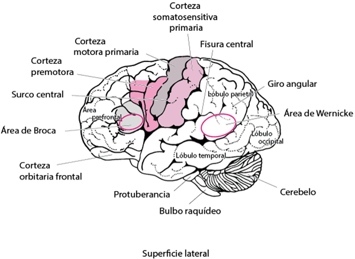 Áreas del encéfalo