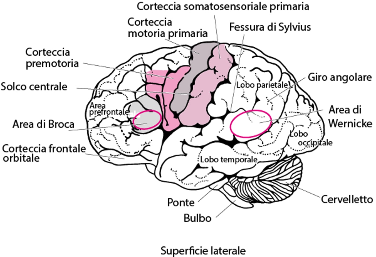Aree cerebrali