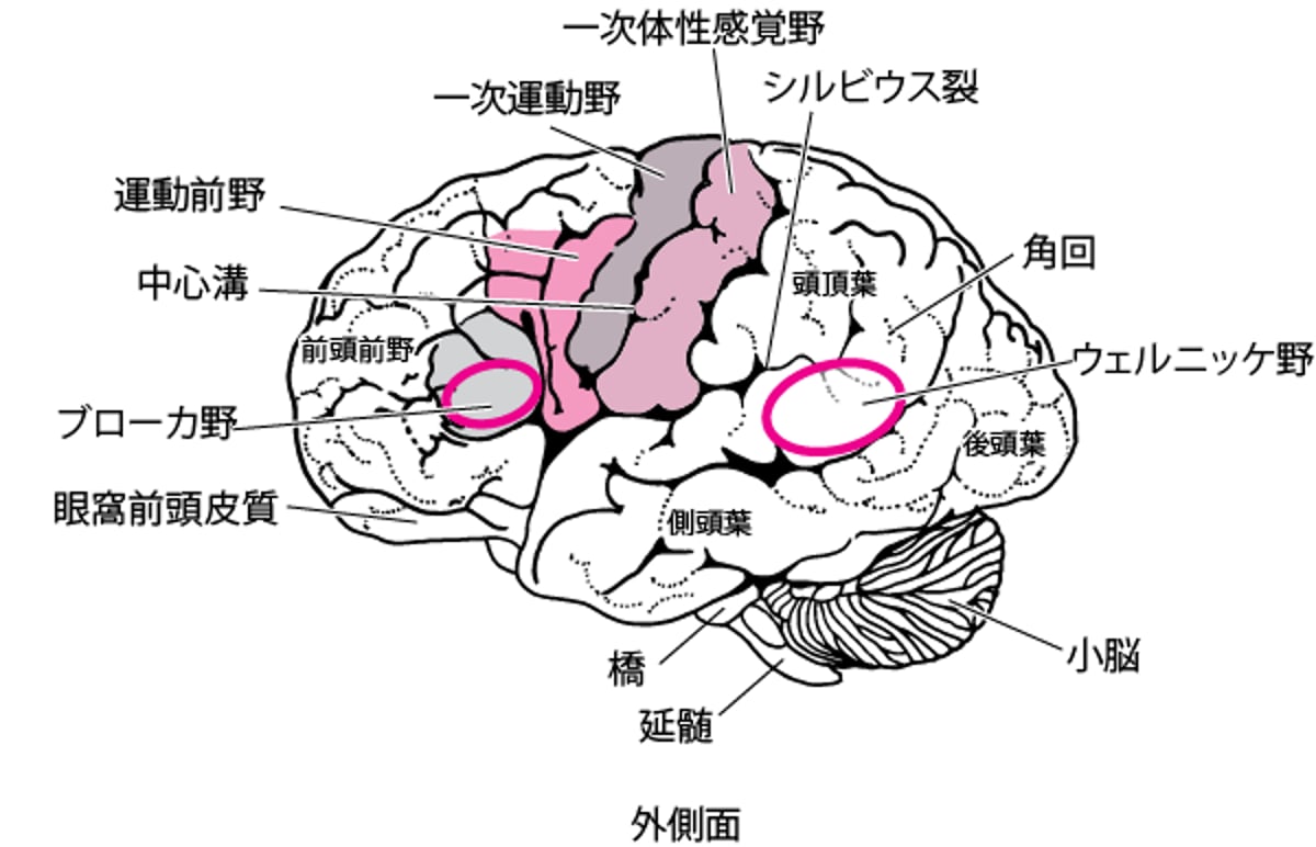 脳の領域