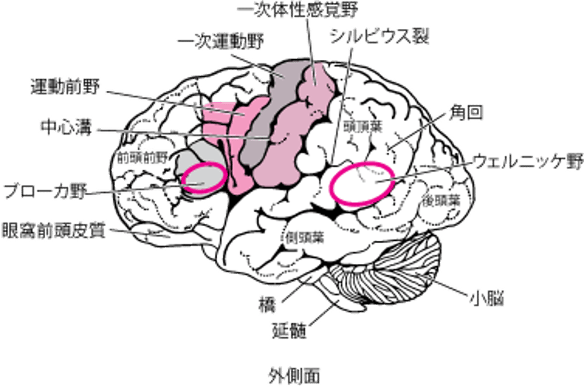脳の領域
