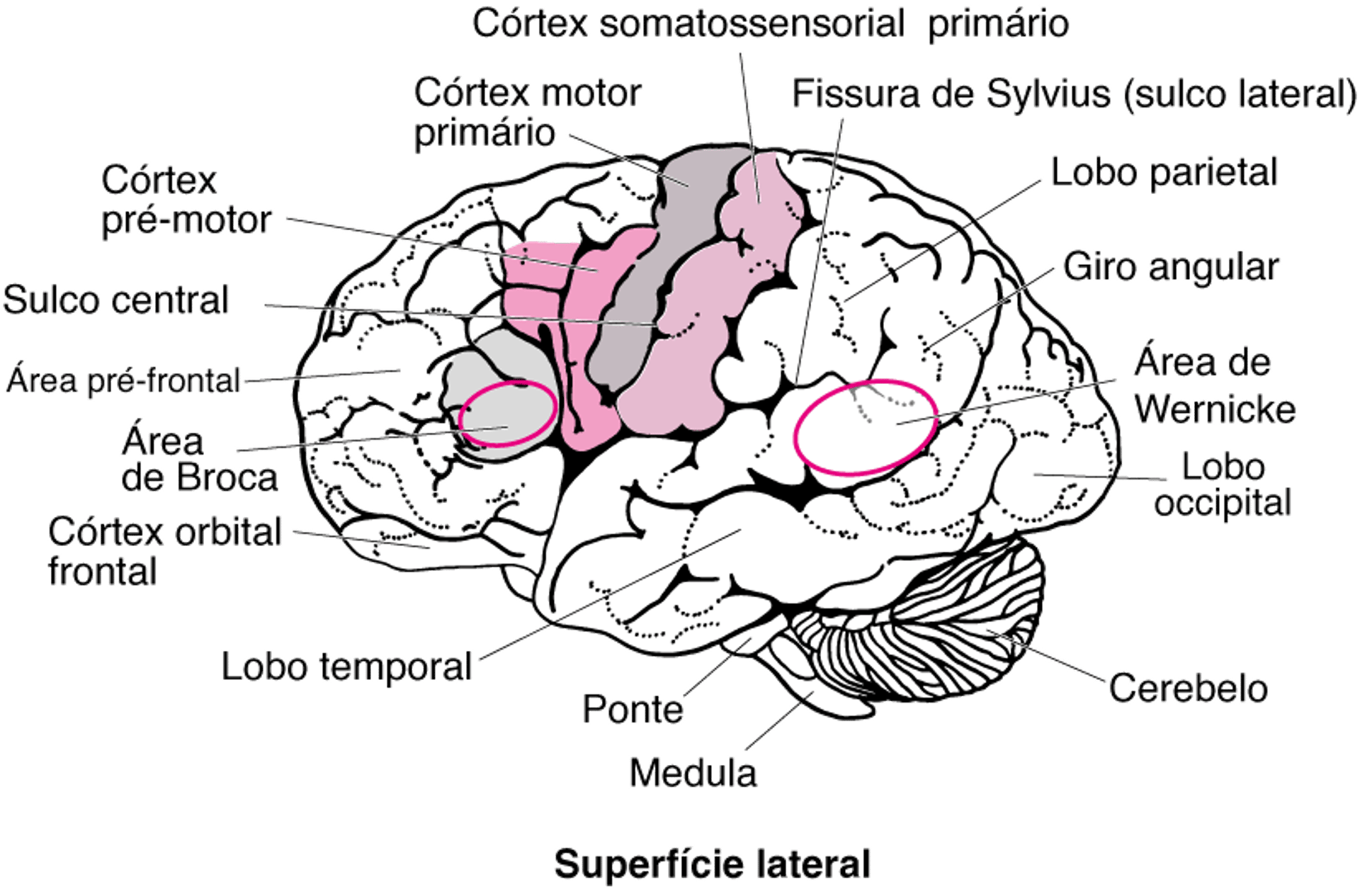 Áreas do cérebro