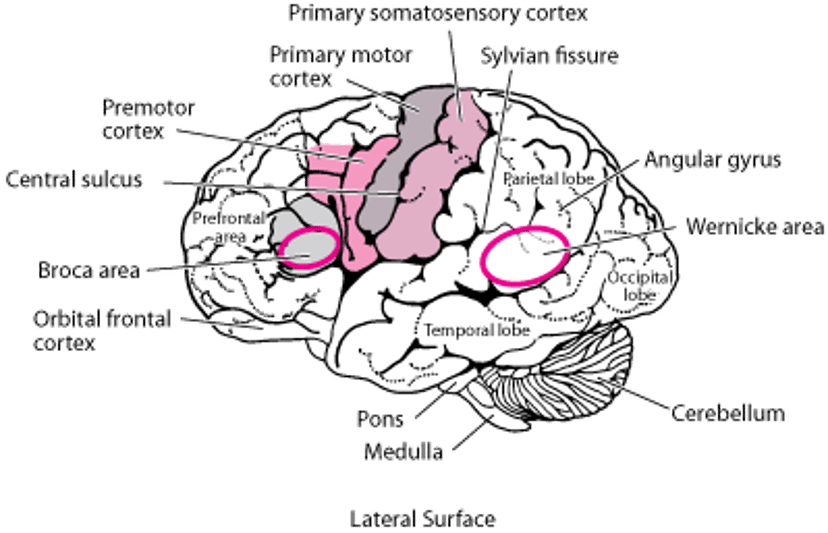 Частки головного мозку