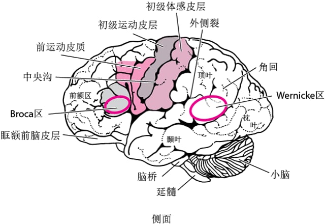 大脑各叶的功能及其功能障碍概述 - 神经系统疾病 - MSD诊疗手册专业版