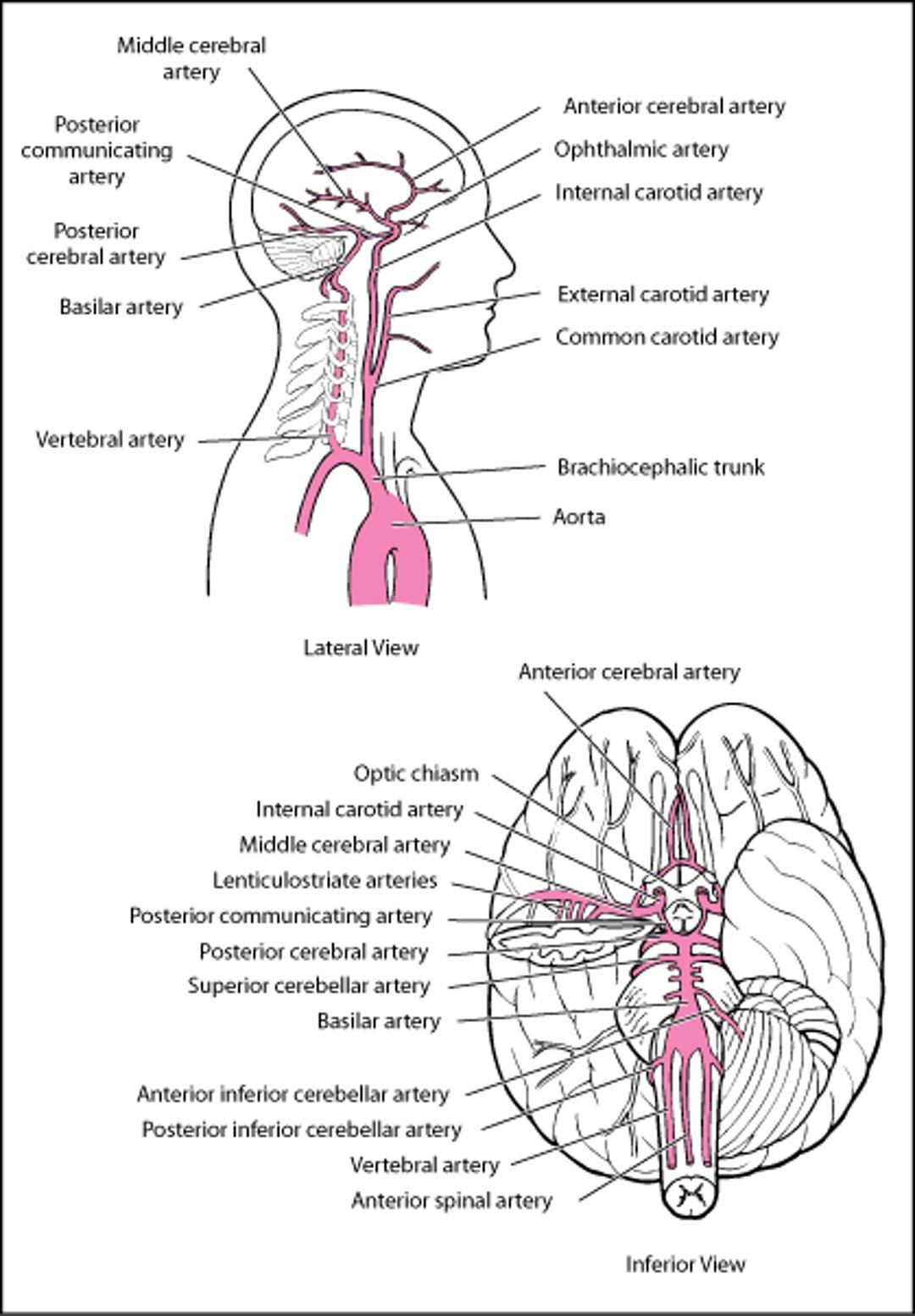 Arteries of the Brain