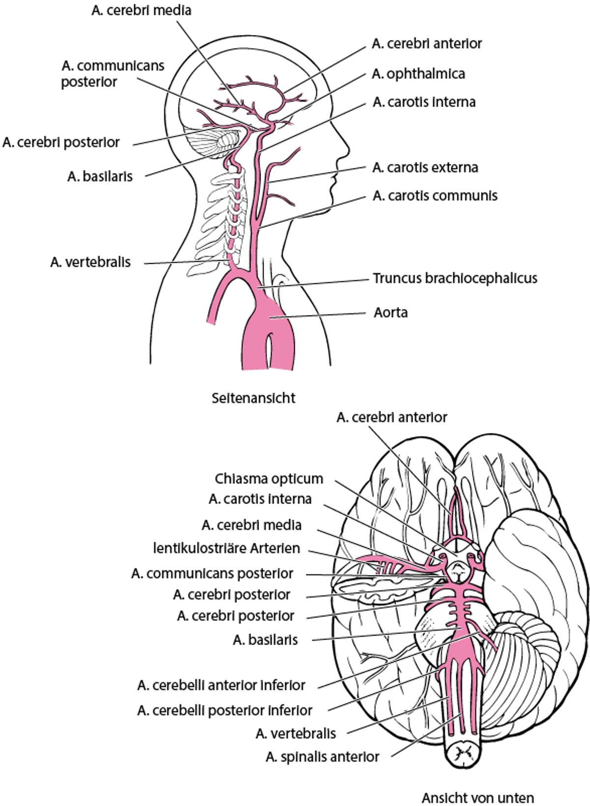 Gehirnarterien