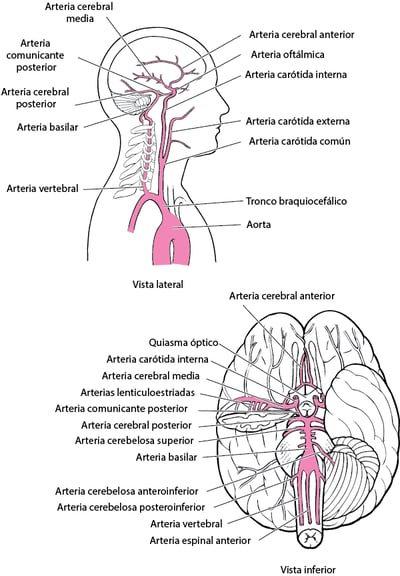 Arterias del encéfalo