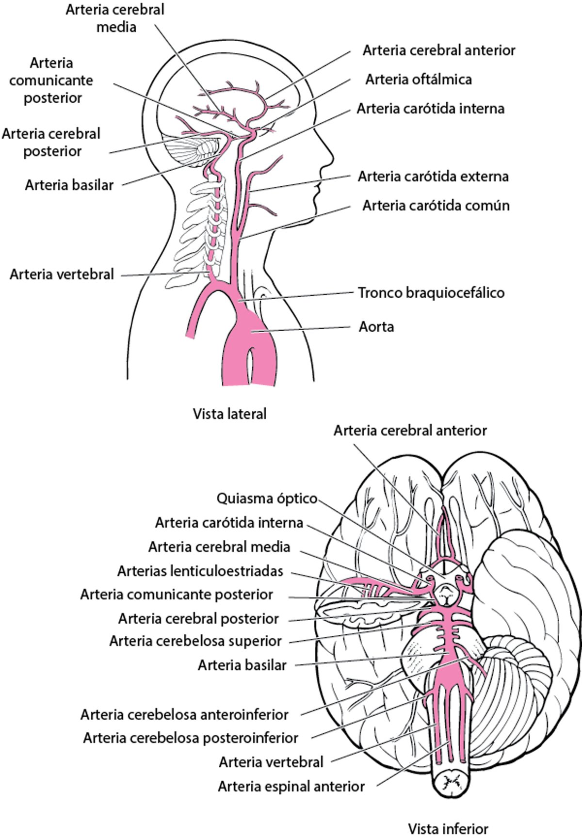 Arterias del encéfalo