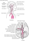 Artères du cerveau