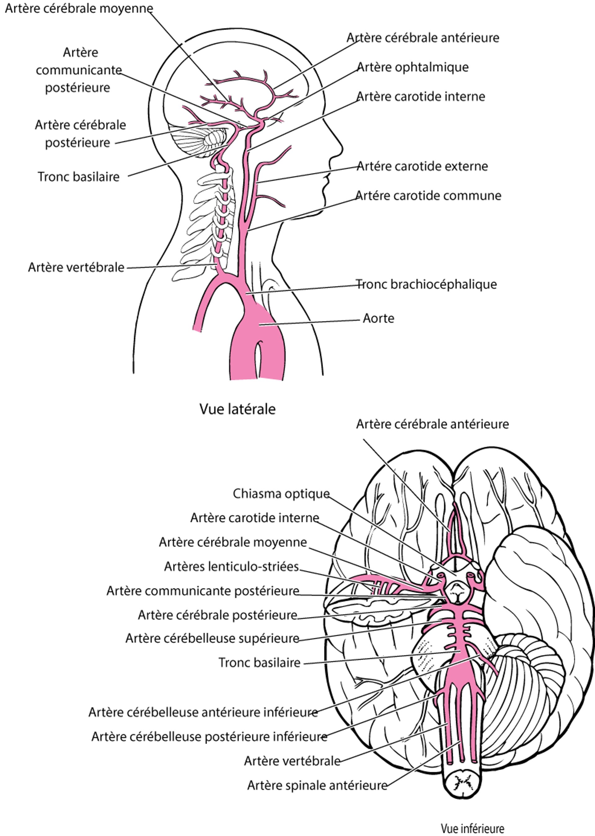 Artères du cerveau