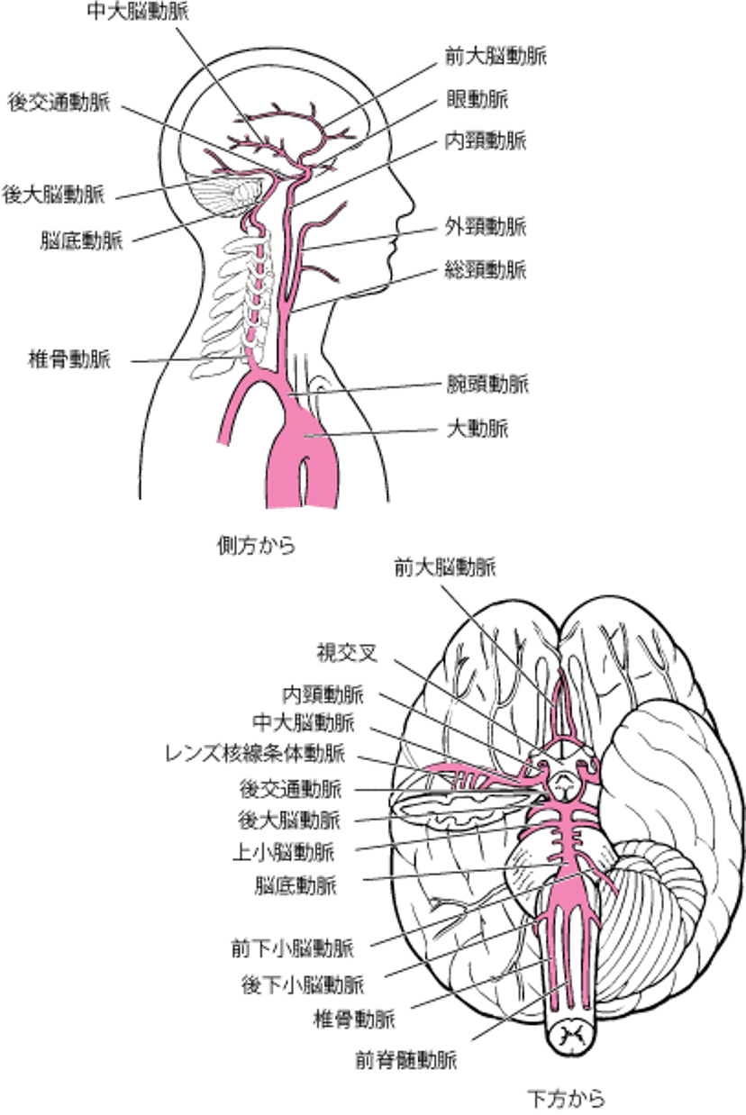 脳の動脈系