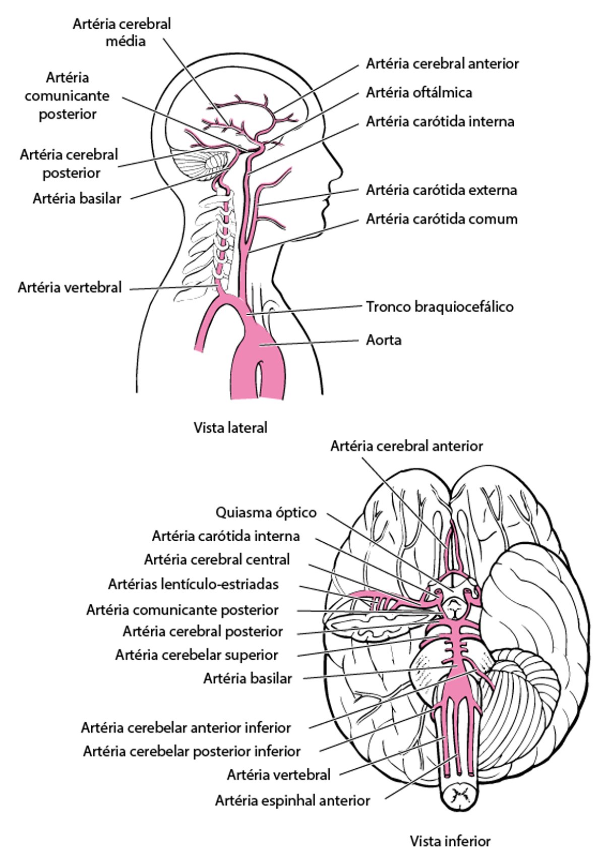Artérias do cérebro