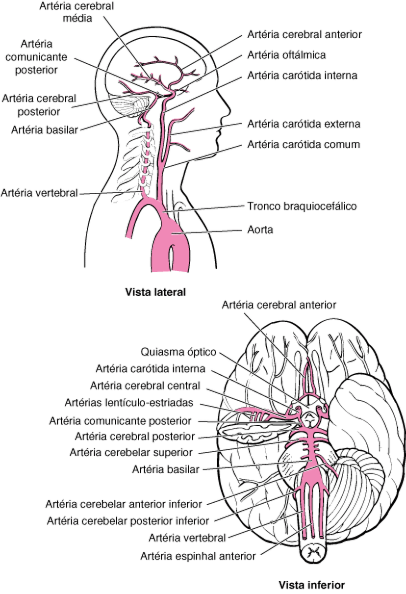 Artérias do cérebro