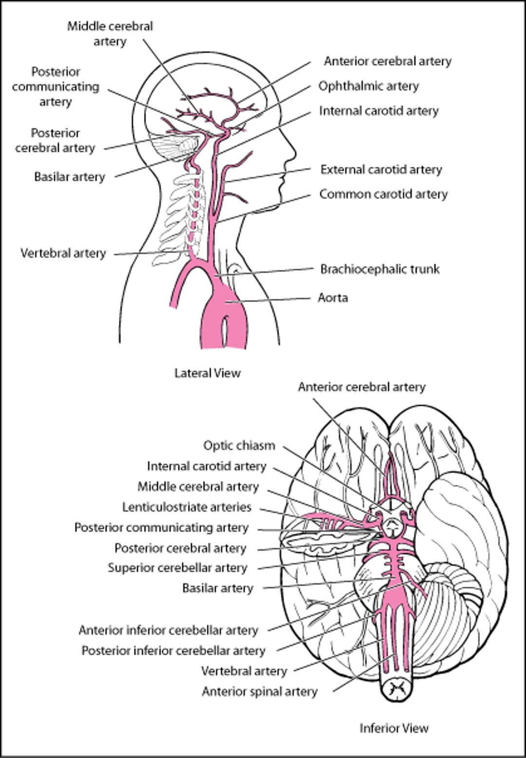 Артерії головного мозку