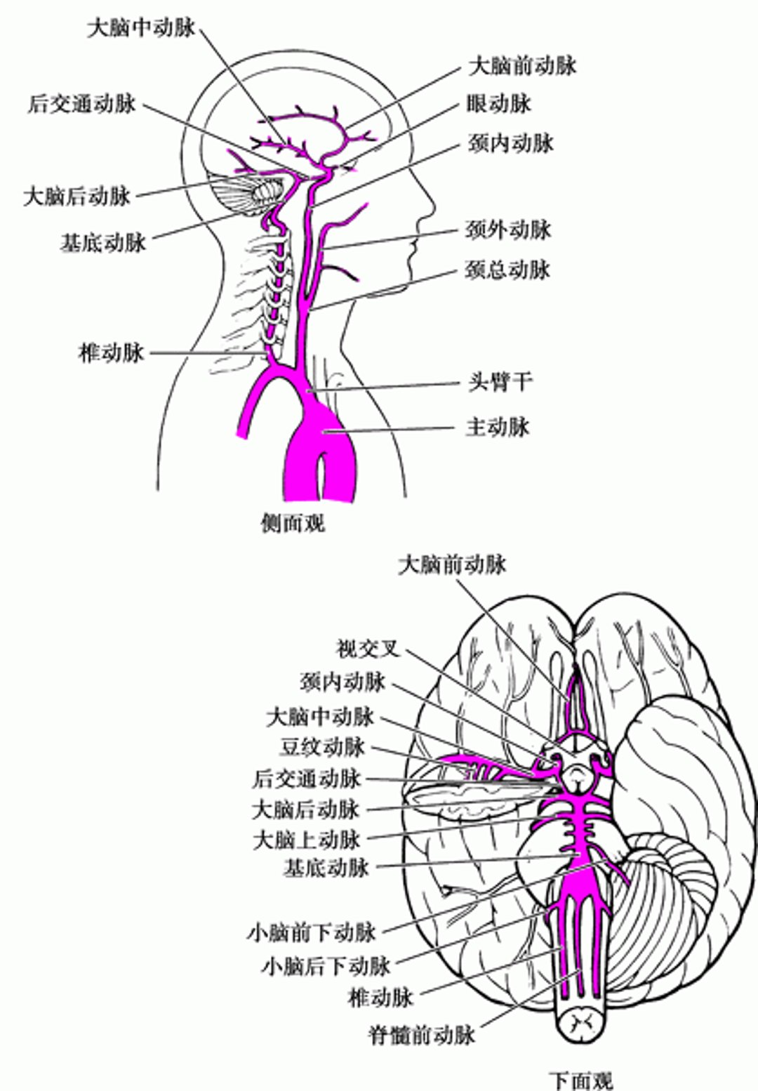 大脑动脉