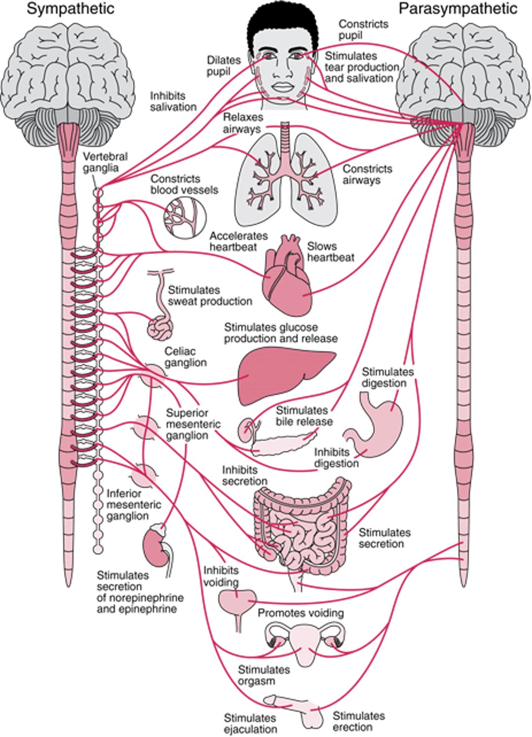 The autonomic nervous system