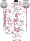 Autonomes Nervensystem