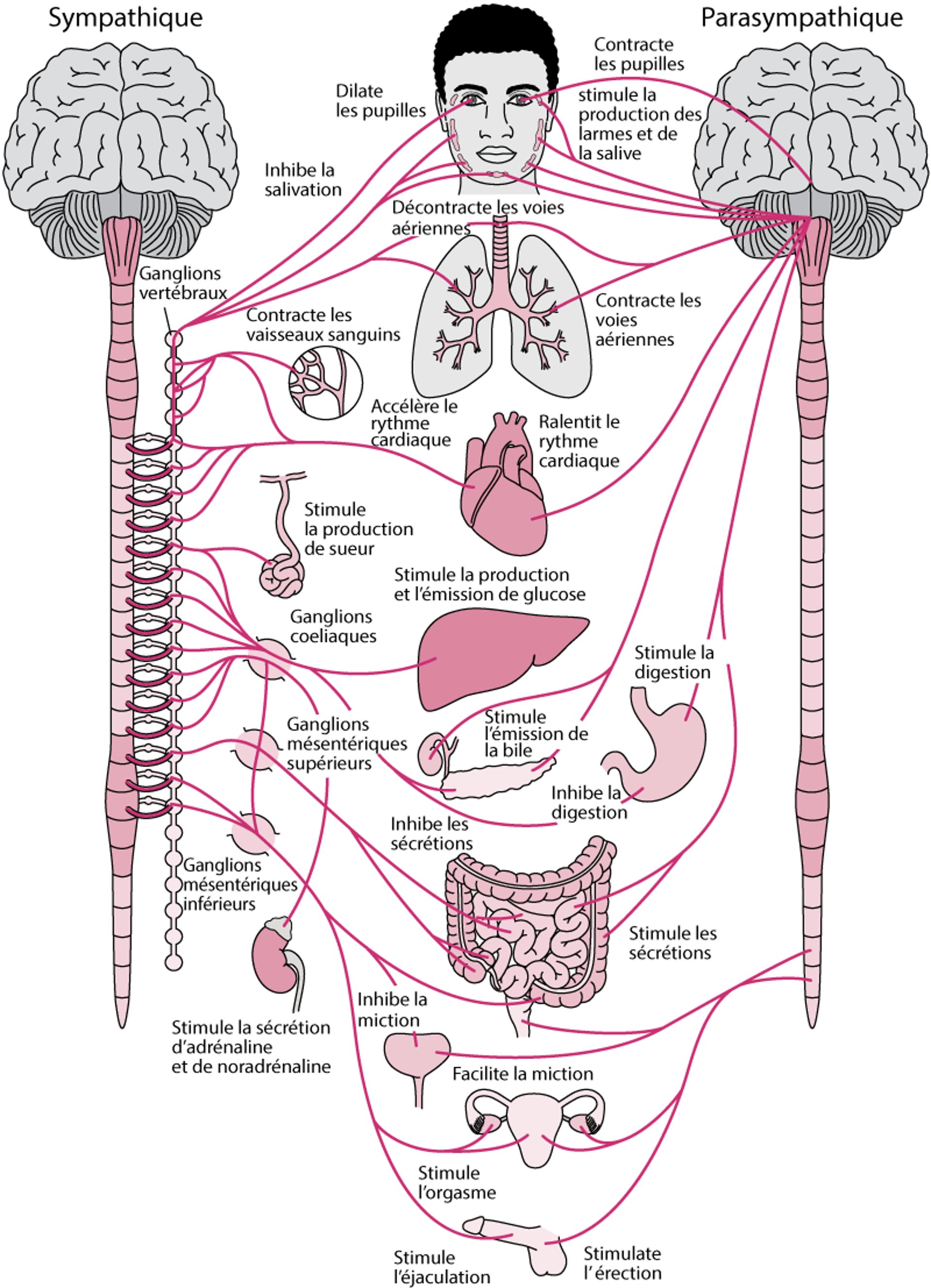 Système nerveux végétatif