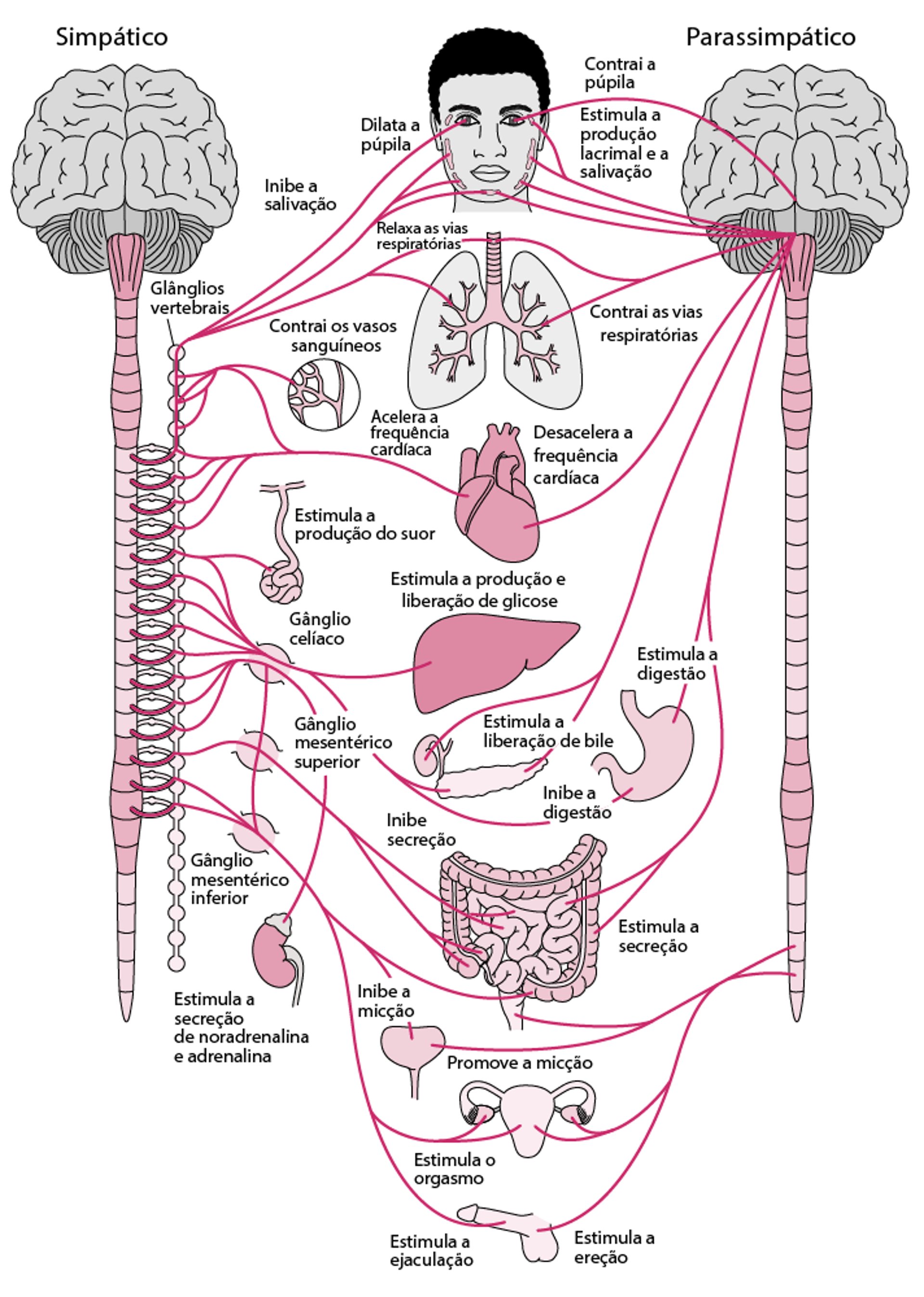 Sistema nervoso autônomo