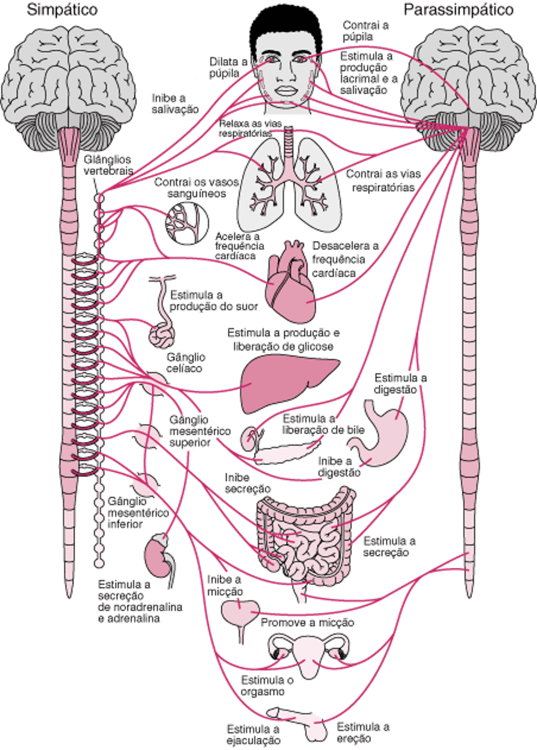 Sistema nervoso autônomo