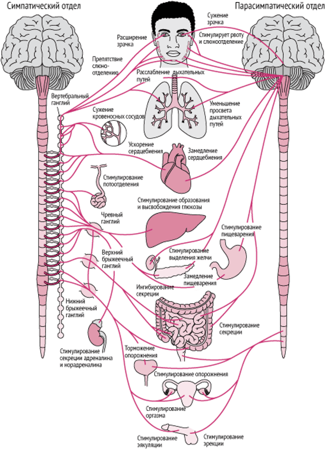 Вегетативная нервная система