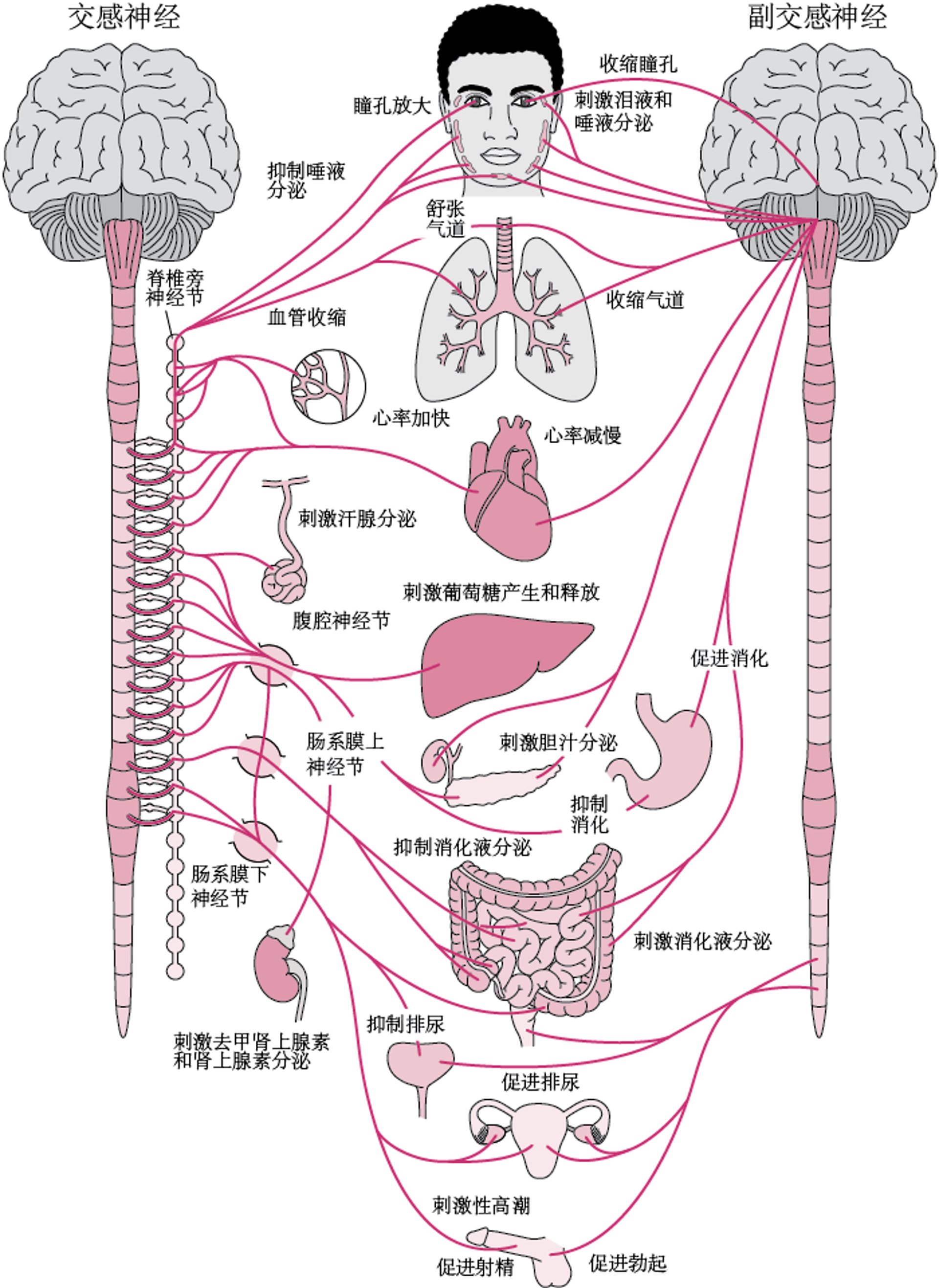 自主神经系统