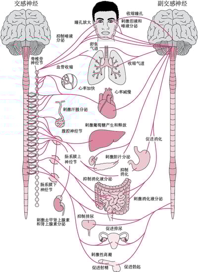 自主神经系统